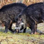Enjoy a Successful Hunt with Wild Pig Attractants