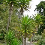 Easy Tips for Growing Yucca Plants